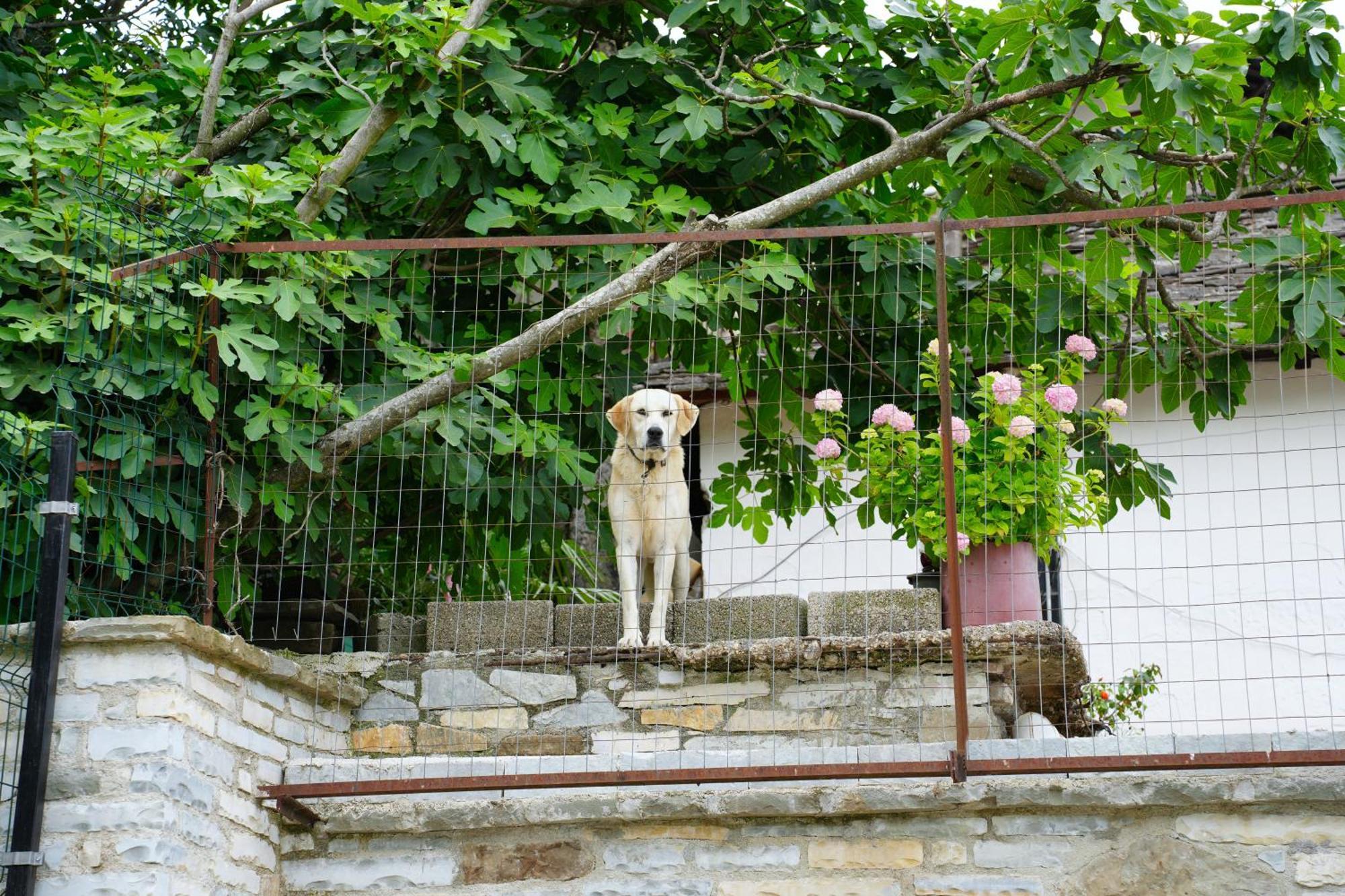 Castlefront Villa Gjirokastër 외부 사진